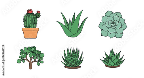 Illustrated collection of succulent plants