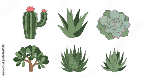 Illustrated cactus and succulent plant set