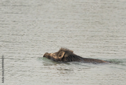 A wild boar crossing the river at Sundarban tiger reserve, India
