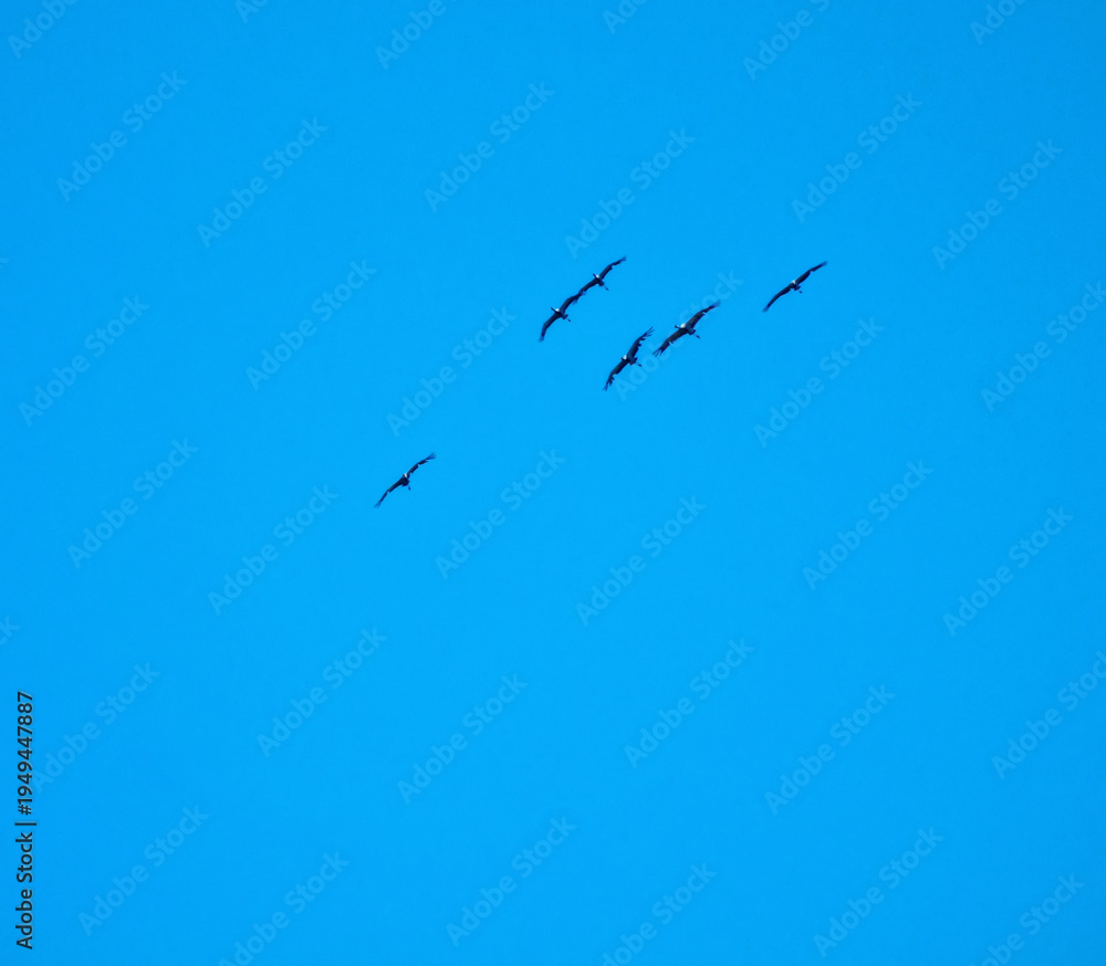 Obraz premium Cranes demoiselle (Anthropoides virgo) are circling over the steppe high in the blue sky