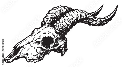 A black and white illustration of a goat skull with horns on a plain background