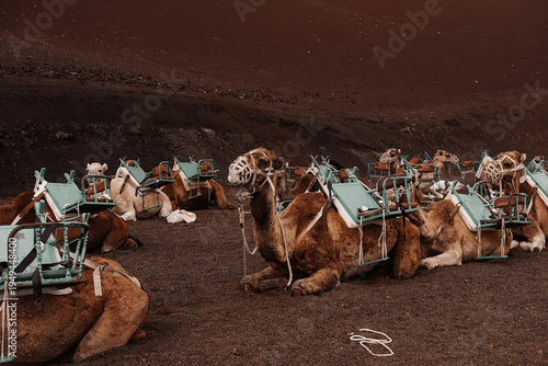 Lanzarote, camello