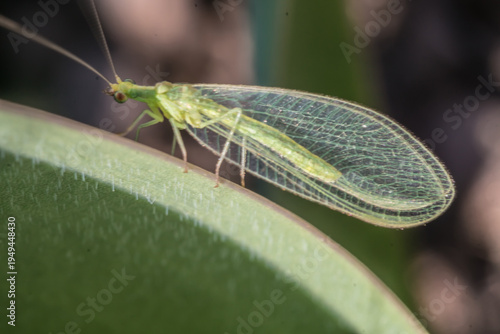 Tablou pe pânză Macro photo with a common green lacewing; Chrysoperla Carnea; insect used for bi
