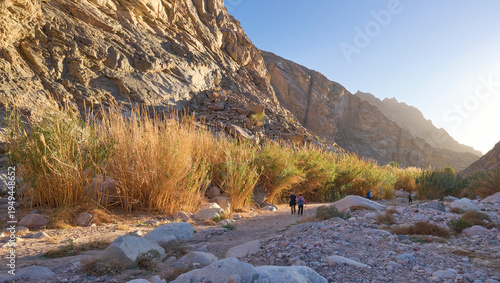A landscape of a canyon in lower Wadi Isla in the national park Saint Katherine Protectorate in Sinai, Egypt. Unique vegetation - bamboo. A group of hikers in a trail. Sunset.