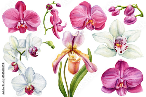 Bild auf Leinwand Watercolor orchid clipart set with pink phalaenopsis white cymbidium and lady sl