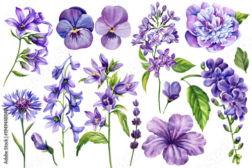 Purple flower watercolor clipart set with pansy lilac peony petunia lavender cornflower and botanical floral elements