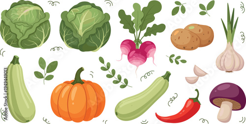 Fresh Vegetable Collection with Cabbage, Pumpkin, Zucchini, Beetroot, Potato, Garlic, Mushroom and Chili Pepper Healthy Food Vector Illustration Set