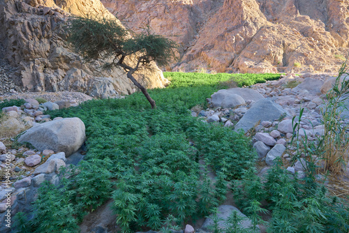 Cannabis plantation in a remote region with mountains in the background. Growing of cannabis outdoors. Cannabis, marijuana, weed, hemp, THC, CBD.