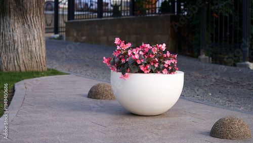 An outdoor planter with a blooming begonia in a park. A decorative element of landscape design in a pedestrian zone.