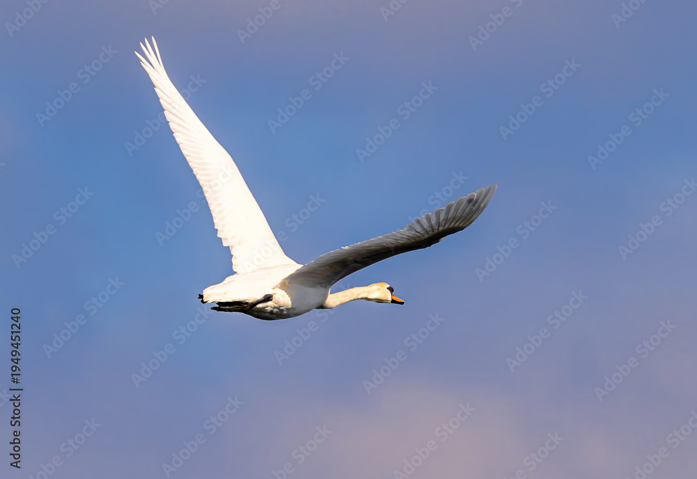 Obraz premium Schwan