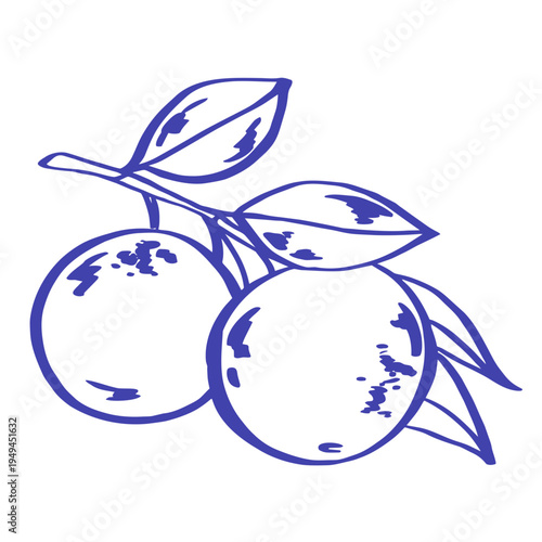Mediterranean oranges with leaves in blue outline style. Simple citrus illustration featuring two ripe fruits on a branch, isolated on a light background with a fresh natural and coastal feel.