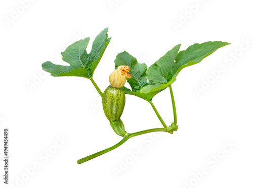 Pumpkin plant. Young pumpkin with leaf and flowers isolated on white