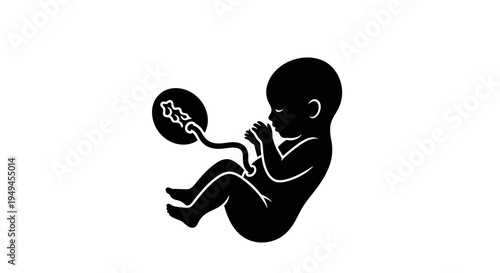 A black silhouette of a human fetus with an umbilical cord and placenta on a white background.