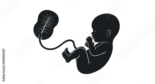 Silhouette illustration of a human fetus connected to a placenta by an umbilical cord, representing prenatal development and biology.