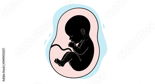 Silhouette illustration of a human fetus developing inside the womb with an umbilical cord, representing pregnancy and prenatal life stages.