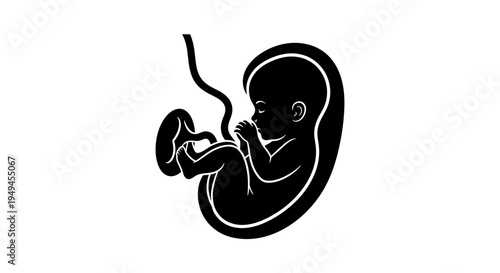 Black silhouette of a human fetus in the womb with an umbilical cord, representing early life and development.