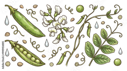 Botanical Vintage Illustration of Green Peas with Pods, Seeds, Flowers, and Leaves - Hand-Drawn Engraved Style Vector Set for Organic Food and Gardening Design