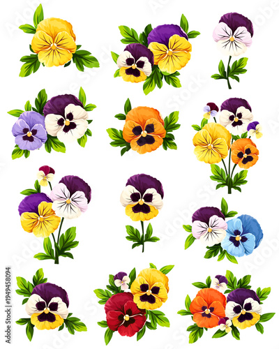 Set of colorful pansy flowers isolated on a white background. Vector illustrations of pansies
