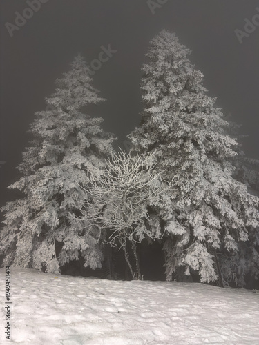 Trees in the snow in the evening in the cold