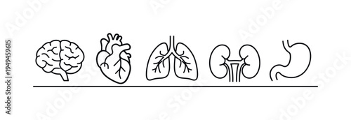 Medical anatomy study of essential human internal organs used in healthcare education and biological research, brain, heart, lungs, kidney, and stomach, professional clarity and