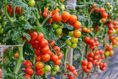 Ripe red cherry tomatoes growing on vine in greenhouse garden, organic vegetable cultivation with fresh tomato clusters on plant