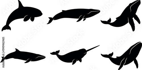 Set of Whale Silhouettes Vector Collection Featuring Orca Humpback Blue Whale and Narwhal for Marine Life Education Nature Conservation and Ocean Graphic Design