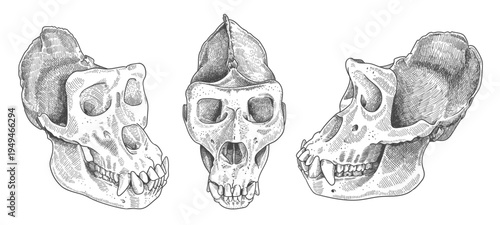 engraved gorilla skull