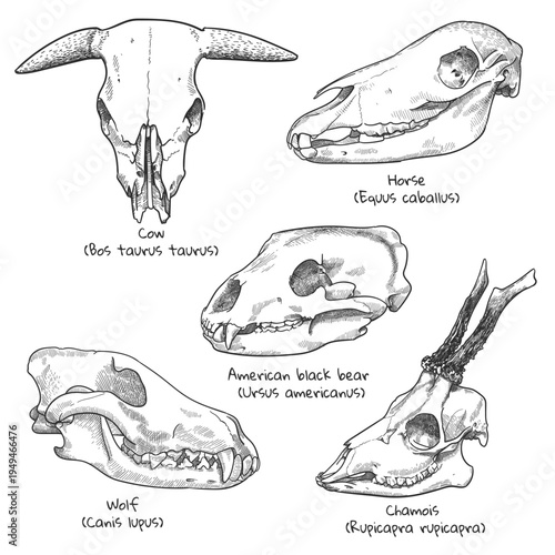 engraving animal skulls set
