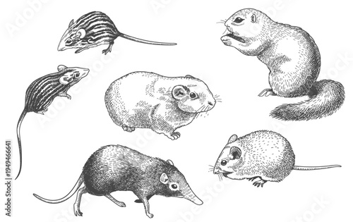 engraving rodents