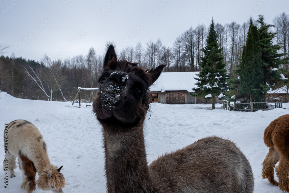 Naklejka premium A curious alpaca stands front and center with snow on its nose, while others graze near rustic wooden buildings and evergreen trees on an overcast winter day.