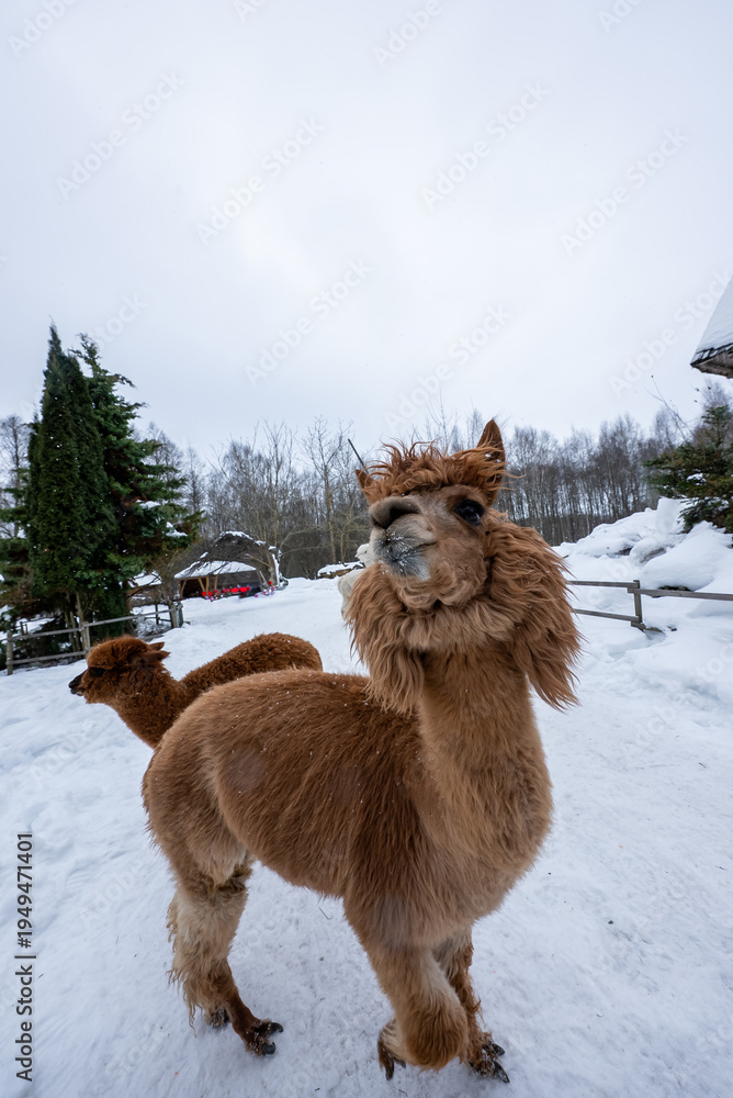Obraz premium Two fluffy alpacas stand in a snowy paddock, wooden fences and fir trees present, overcast winter light softens tones, warm caramel coats contrast with white snow.