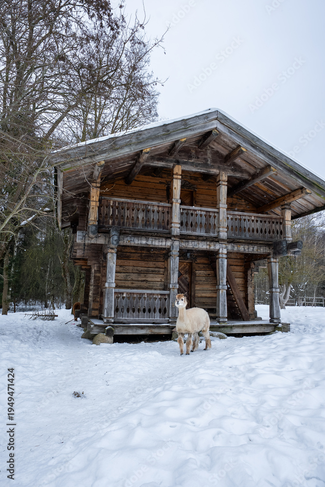 Naklejka premium A creamy white alpaca stands alert in deep snow before a rustic two story log cabin with carved wooden balcony, bare winter trees, and an overcast sky.