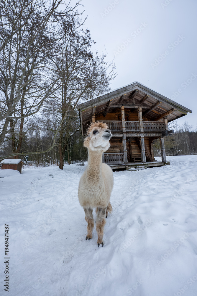 Naklejka premium A white alpaca stands alert in a snowy clearing before a rustic wooden cabin with a deep roof and carved balcony rails, bare winter trees and a muted gray sky frame the scene.