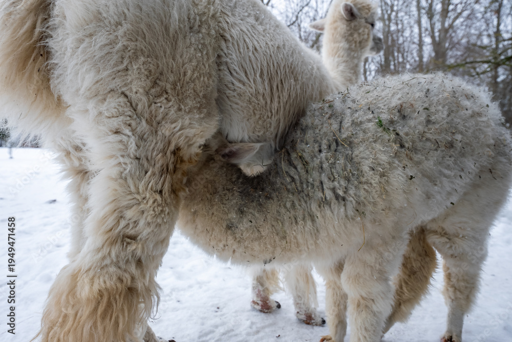 Obraz premium Ground level winter scene shows a young alpaca nursing under its mother, cream fleece with hay and snow, another alpaca stands watch, soft overcast light, tight low angle