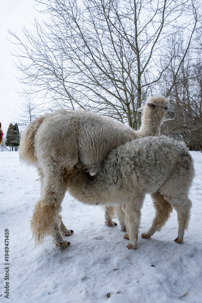 Fototapeta premium Two fluffy alpacas stand on snow as one leans across the other, bare trees frame the scene, distant evergreens appear, soft cool light and a low wide view present.