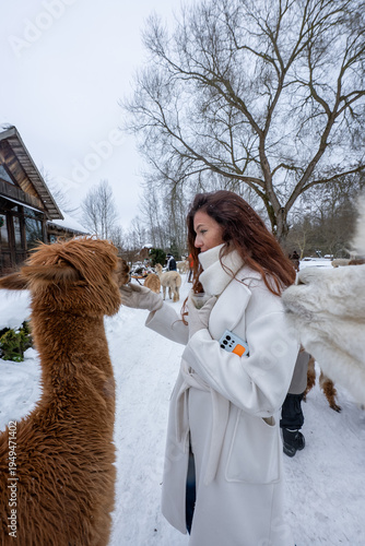 A woman in a white coat feeds a brown alpaca in a snowy paddock. More alpacas and bare trees stand behind, a rustic wooden building at left, under an overcast sky.