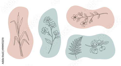 Collection of four botanical line art drawings featuring grass, flowers, and berries over soft pink and blue abstract shapes.