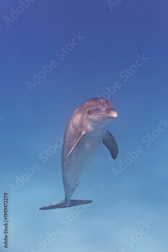 Foto Cute bottlenose dolphin swimming to the surface in clear ocean water