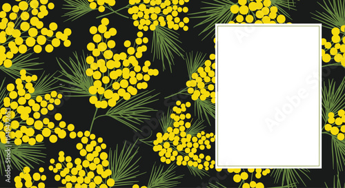 Elegant mimosa flower frame with yellow blossoms and green pine-like leaves on a dark background for greetings.