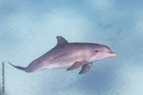 Bottlenose dolphin swimming over sand in clear ocean