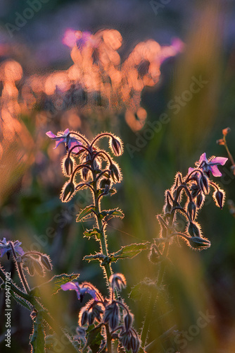Borage or starflower (Borago officinalis) blue flowers of this bristly annual herb attractive to bees and other invertebrates. Sassari, Sardegna,Sardinia, Italy 