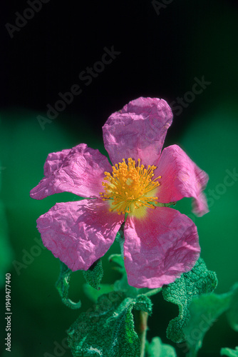 purple flower in the garden, Grey-haired rockrose (Cistus incanus, Cistus creticus), flower, medicinal plant. Sardinia, Italy