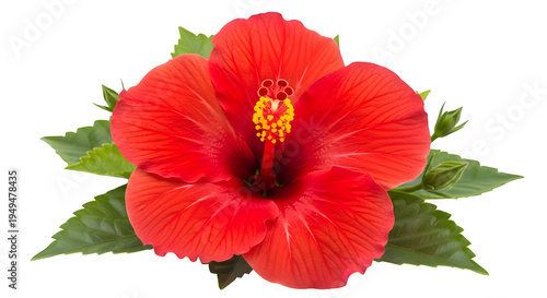 Vibrant red hibiscus flower with green leaves isolated on transparent background