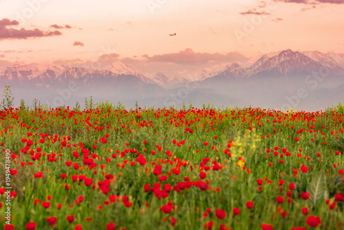 Schilderij op canvas Blooming red poppy fields with mountain landscape in the background in Kazakhstan
