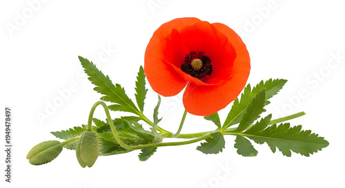 Vibrant red poppy flower with green leaves isolated on transparent background