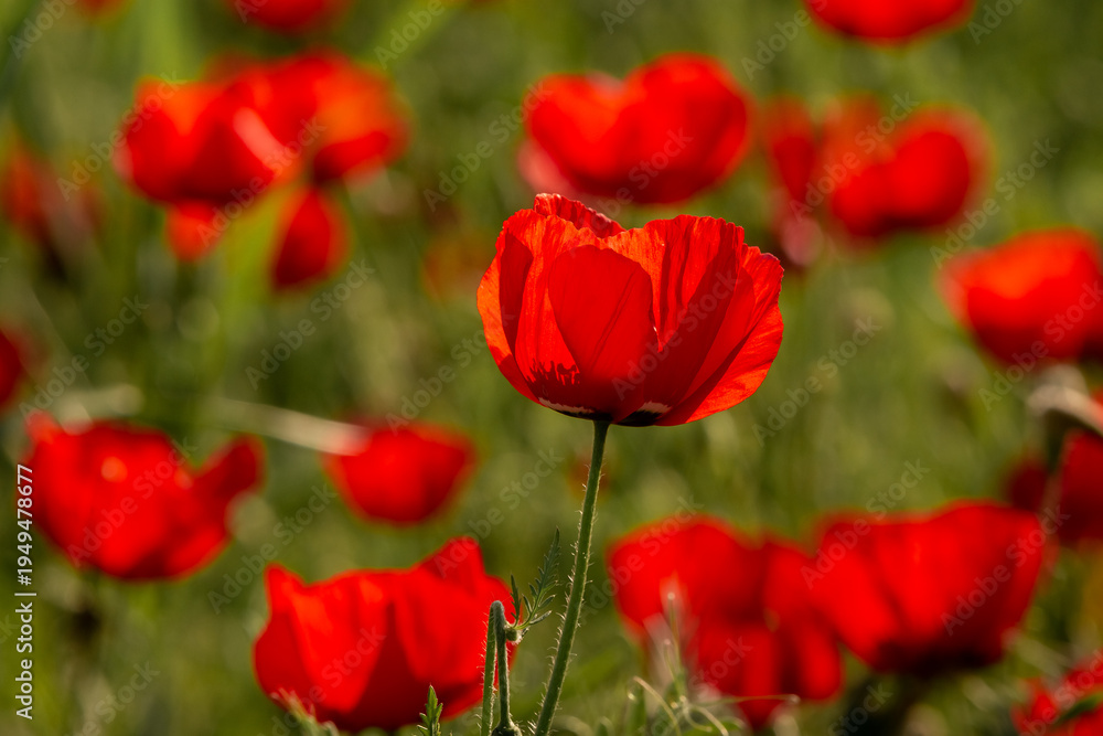 Fototapeta premium Close-up of few red poppy flowers blooming in a field in Kazakhstan, delicate petals illuminated by sunlight against a natural green background