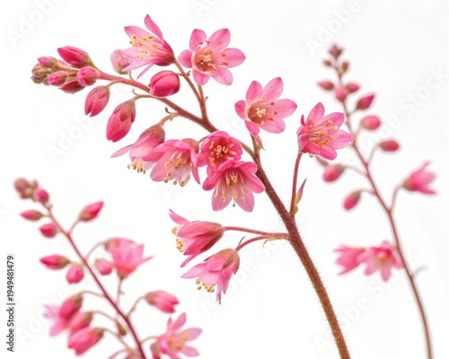 Heuchera – Pink heuchera coral bells tiny bell-shaped blossoms on thin stems, isolated on white background.