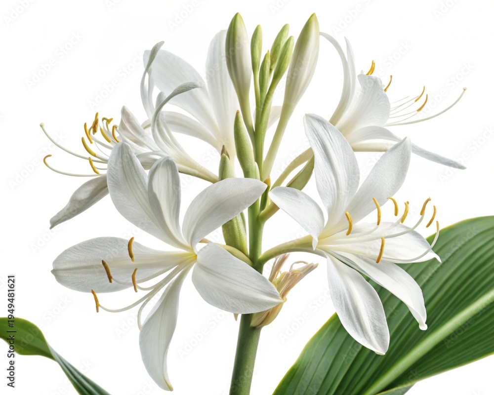 Obraz premium Hedychium – White hedychium ginger lily fragrant butterfly-like bloom, isolated on white background