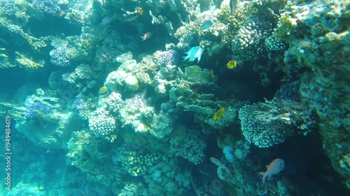Diving into clear, turquoise waters reveals a stunning coral reef habitat filled with various species of fish and marine life. This diverse ecosystem showcases the beauty of ocean life.