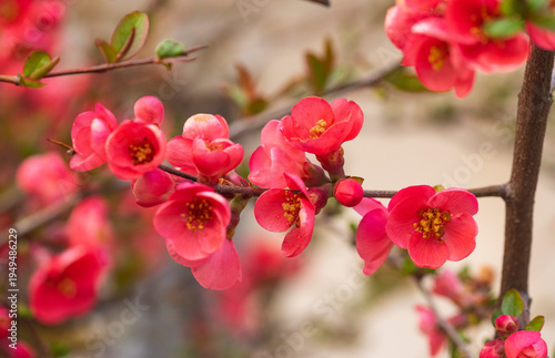 Red blooming flowers in early spring
